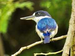 Todiramphus macleayii