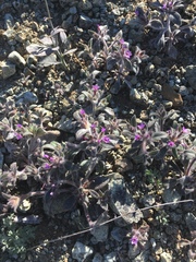 Collomia diversifolia