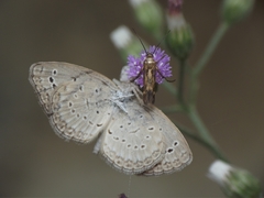 Cyanthillium cinereum