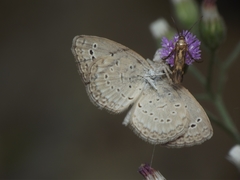 Cyanthillium cinereum