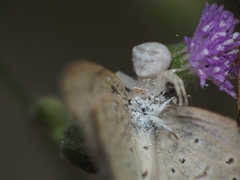 Cyanthillium cinereum