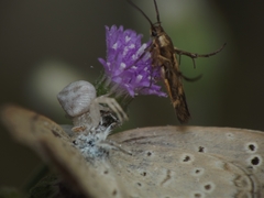 Cyanthillium cinereum