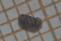 Truncatellina callicratis