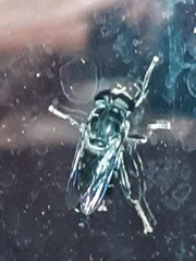 Malometasternum rufocaudatum