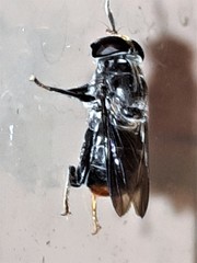 Malometasternum rufocaudatum