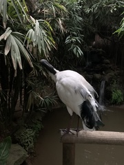 Threskiornis