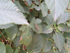 Acrididae