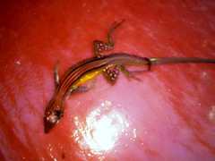 Cnemidophorus senectus