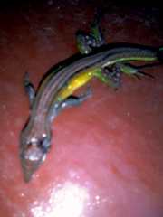 Cnemidophorus senectus