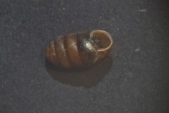 Pupilla muscorum