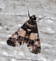Nacoleia mesochlora