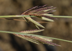 Eragrostis interrupta