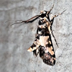 Nacoleia mesochlora
