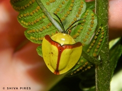 Paraselenis normalis
