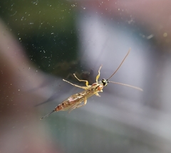 Tromatobia lineatoria