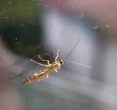 Tromatobia lineatoria