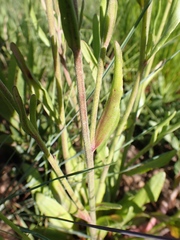 Manulea parviflora