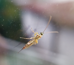 Tromatobia lineatoria