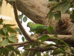 Psittacula krameri