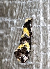 Monopis chrysogramma