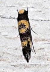 Monopis chrysogramma
