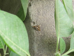Spoladea recurvalis