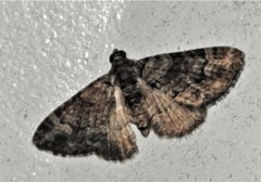 Eucymatoge peplodes