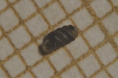 Truncatellina callicratis