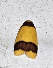 Heterallactis microchrysa