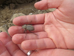 Tenebrionidae