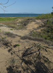 Eragrostis interrupta