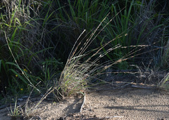 Eragrostis interrupta