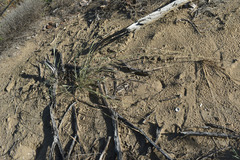 Eragrostis interrupta