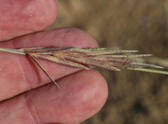 Eragrostis interrupta