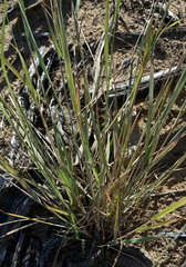 Eragrostis interrupta