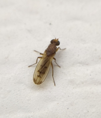 Opomyza florum