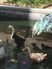 Anas platyrhynchos domesticus