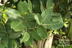 Ficus tinctoria