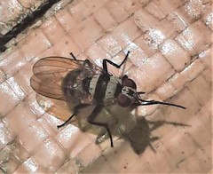 Anthomyia medialis