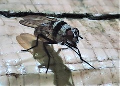 Anthomyia medialis