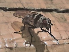 Anthomyia medialis
