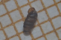 Truncatellina callicratis