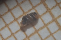 Truncatellina callicratis