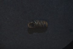 Truncatellina callicratis