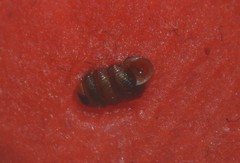 Truncatellina callicratis