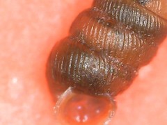 Truncatellina callicratis