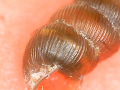 Truncatellina callicratis