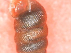 Truncatellina callicratis