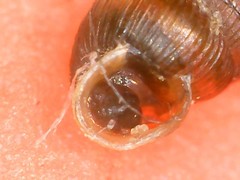 Truncatellina callicratis