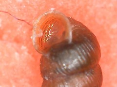 Truncatellina callicratis